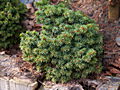 Picea abies Palecek IMG_4984 (VALENTA) Świerk pospolity